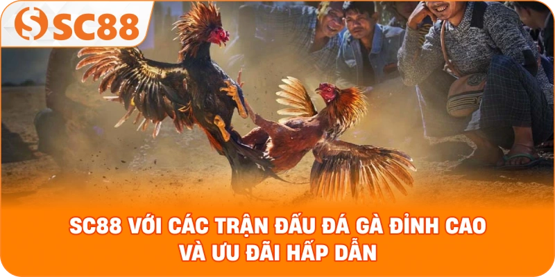 SC88 với các trận đấu đá gà đỉnh cao và ưu đãi hấp dẫn